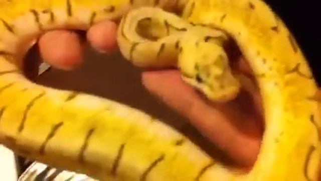 Male spinner blast ball python смотреть онлайн