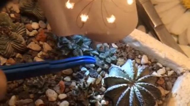 Seeds Mamillaria bertoldi смотреть онлайн