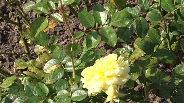 Rosa var. Anny Duperey смотреть онлайн