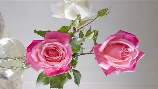 G. Ph. Telemann: TWV 52:e1 / Concerto For Recorder, Flute, Strings & B.c. In E Minor / Pro Musica