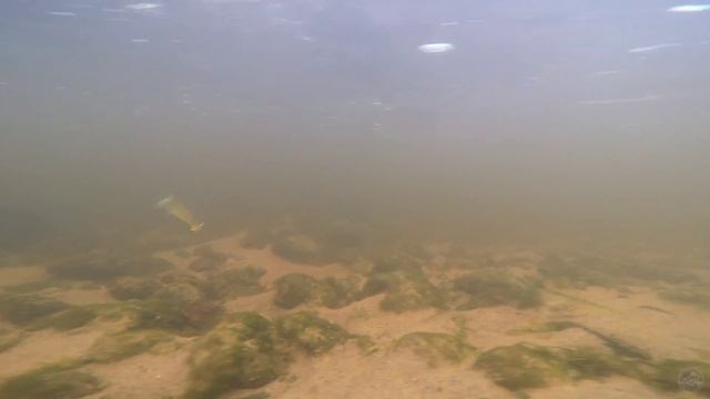 Jackson Dart Magic Native 43S смотреть онлайн