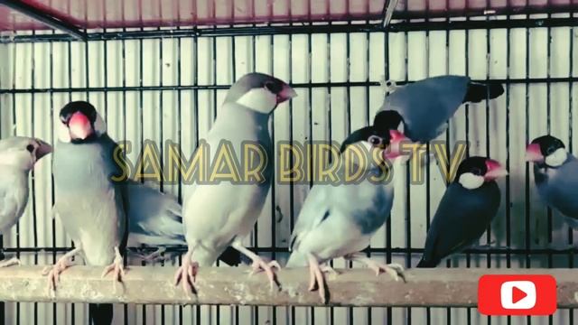 Java sparrow Basic Information New Fancier || Java Finch Information Urdu/Hindi смотреть онлайн