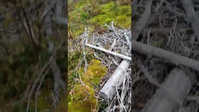 Сбор ягод в Карелии. День 61. Брусника. смотреть онлайн