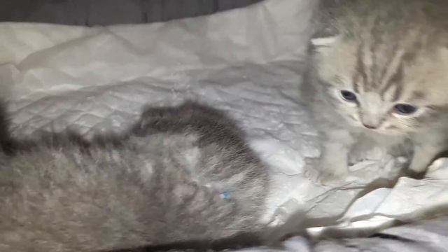 Нам 13 Дней. Мир глазами котят ! Day 13 ! смотреть онлайн