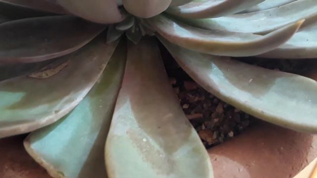 dicas e identificação de echeveria смотреть онлайн