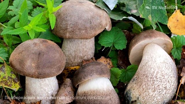 Подберезовик жестковатый (Leccinum duriusculum) смотреть онлайн