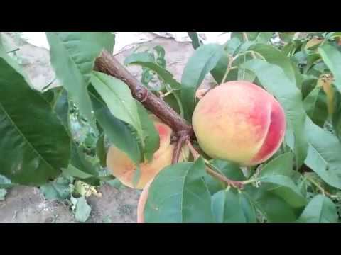 Результат плодоношения ШТАМБОВОГО ПЕРСИКА