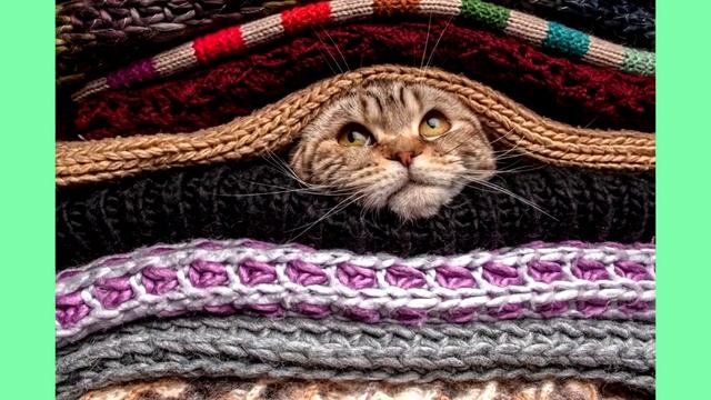 Если вы заметили, что ваша КОШКА ДЕЛАЕТ ЭТО, она хочет сказать вам что-то ОЧЕНЬ ВАЖНОЕ! смотреть онлайн