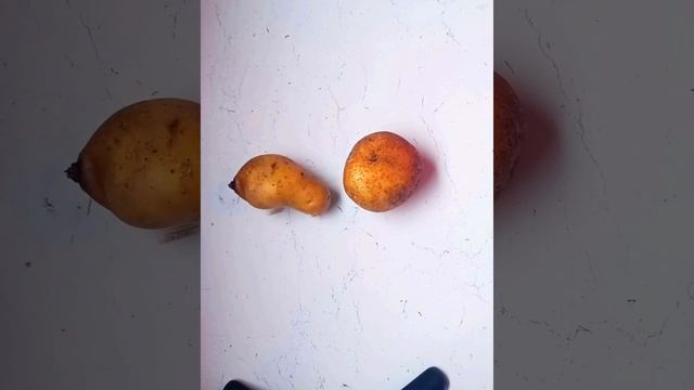 Будни холостячки