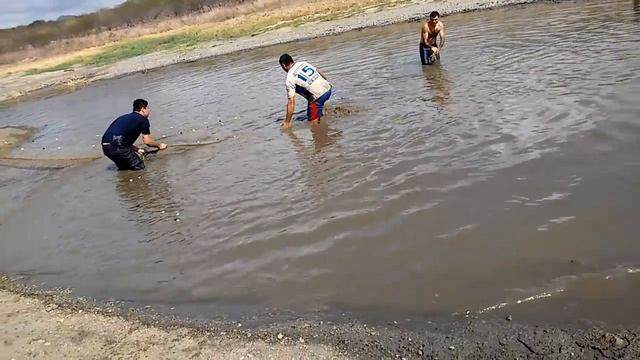 Pescaria Pirarucu (Arapaima gigas) Fazenda Riacho dos Bois смотреть онлайн