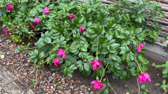 ПОСАДКА ГОРТЕНЗИИ ДРЕВОВИДНОЙ/ ПЕРЕСАДКИ/ Избавилась от монстра смотреть онлайн