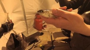 Тонкости ловли рипуса