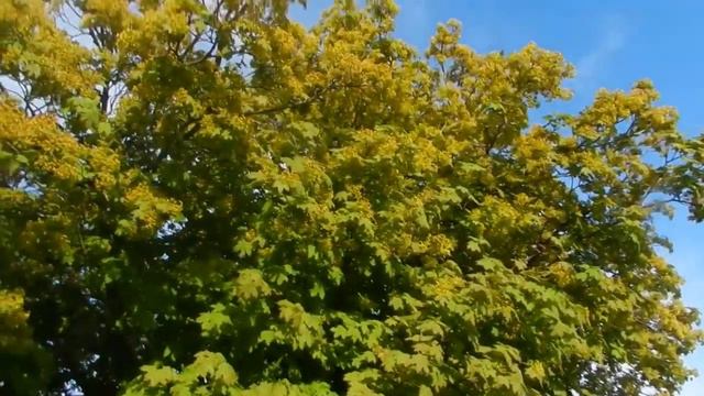 Free Footage "BLOOMING MAPLЕ ". Футаж "ЦВЕТУЩИЙ КЛЁН " смотреть онлайн