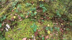 ЦАРСТВО ГРИБОВ В США. МАЦУТАКЭ, БЕЛЫЕ, ГРУЗДИ, РЫЖИКИ, ОПЯТА И ДРУГИЕ ГРИБЫ. ТИХАЯ ОХОТА. ГРИБАЛКА.