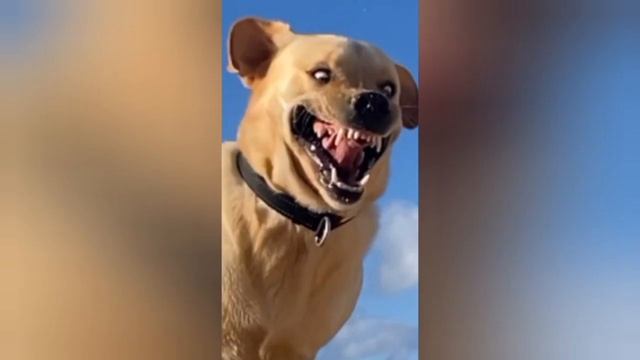 //СБОРНИК ЛУЧШИХ ПРИКОЛОВ 2023?//ЖИВОТНЫЕ???? смотреть онлайн