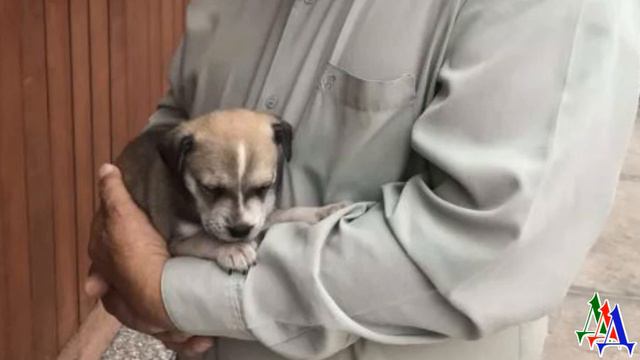 Приюты ОТКАЗЫВАЛИ женщине в СОБАКЕ из-за возраста, но внучка нашла выход смотреть онлайн