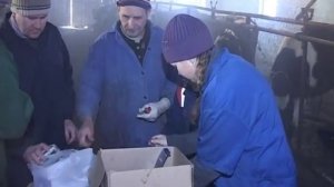 Забор крови крупного рогатого скота