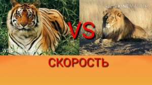 Лев против тигра. Lion against tiger. Животные. Батл животных.