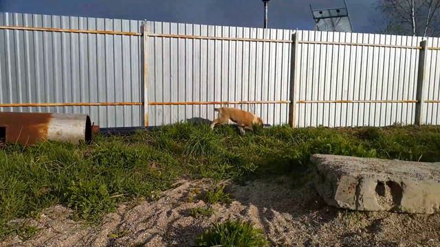 СУРДАН КАРАШ ЖАСМИН (ЯНАО, г. Новый Уренгой, 4 мес. - май 2017) смотреть онлайн