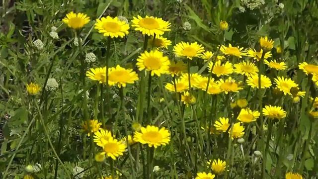 Цветы полевые смотреть онлайн