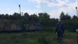 Как дедушка вылечился ЛОПУХОМ обыкновенным от рака, гангрены, эпилепсии и слепот