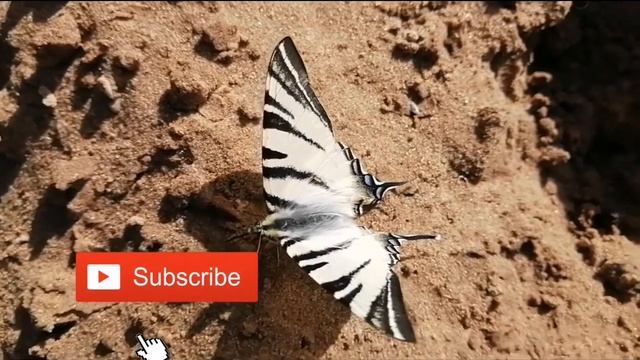 RUSSIA ТОЛЬЯТТИ БАБОЧКА-ПОДАЛИРИЙ| ИТАЛЬЯНСКИЙ ПЛЯЖ-YOUTUBE смотреть онлайн