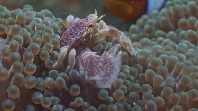 Anemone Series, Episode 3: Porcelain Crab смотреть онлайн