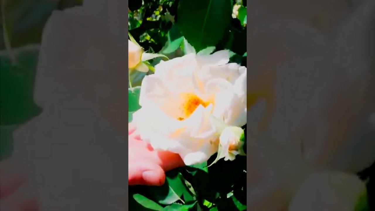 Роза Эльф, Elfe, сказочный и необычный с огромными цветами смотреть онлайн