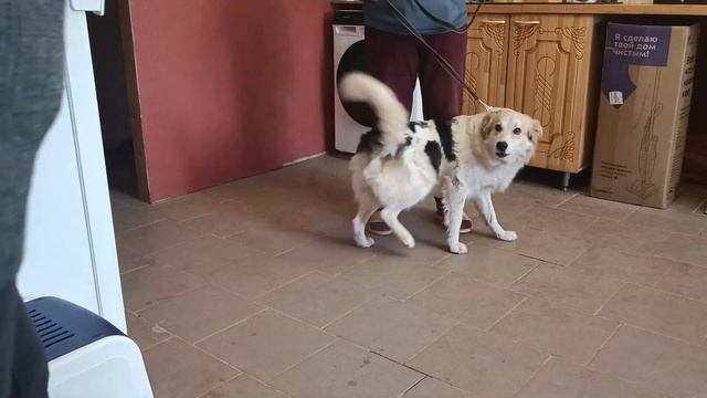 Как сделать прививку собаке самостоятельно: первая вакцина Альта смотреть онлайн