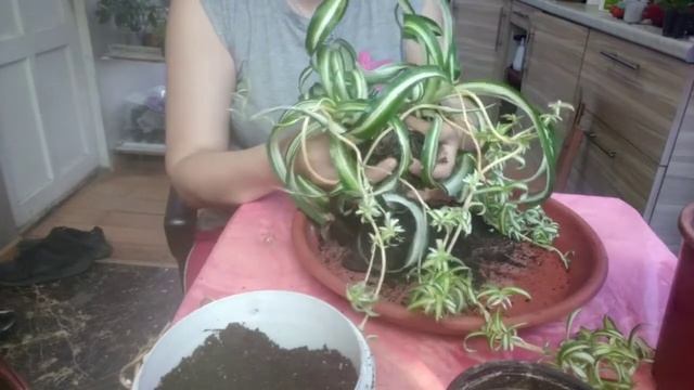 Хлорофитум Кудрявый . уход и размножение . смотреть онлайн