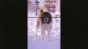 Страж Порядка московская сторожевая