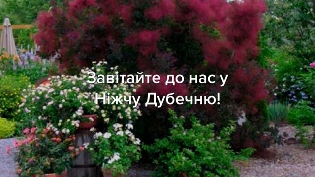 Садовый Центр Зелений Двір - СКУМПИЯ КОЖЕВЕННАЯ ROYAL PURPLE смотреть онлайн