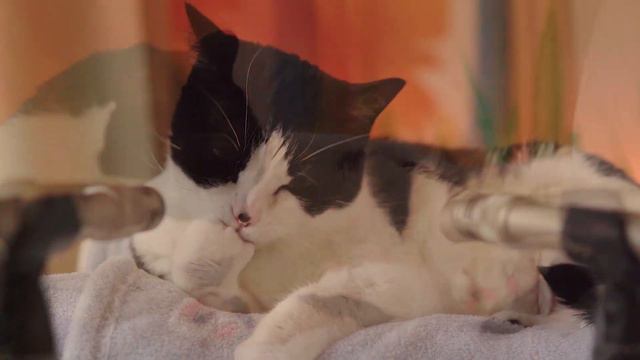 ASMR Cat Grooming 👅 #75 (1 HOUR LOOP) смотреть онлайн