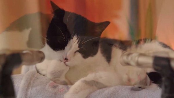 ASMR Cat Grooming 👅 #75 (1 HOUR LOOP)