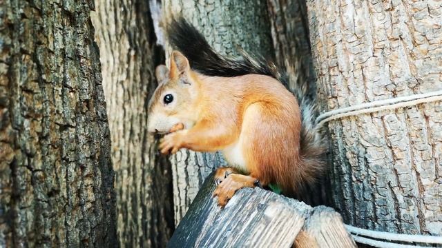 как расколоть фундук без щипцов смотреть онлайн