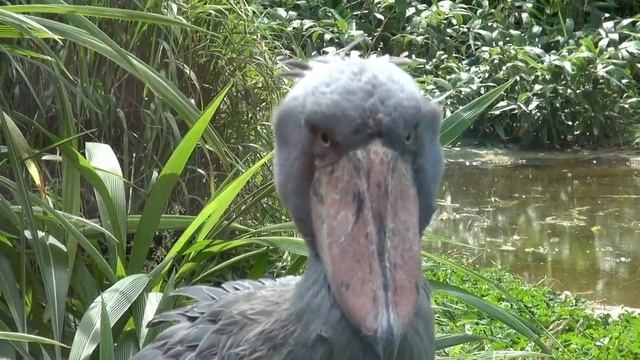 Странный Птах 2 (Китоглав) смотреть онлайн