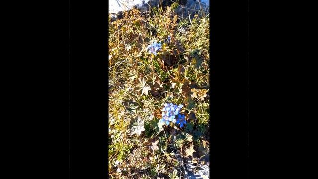 Тырлыч трава . смотреть онлайн