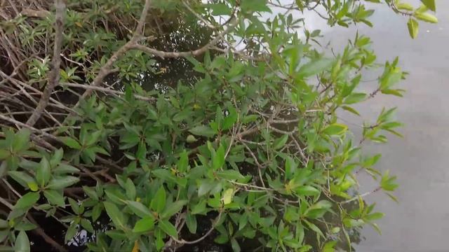 Шри-Ланка 2023 5 ЭКСКУРСИЙ ЗА 1 ДЕНЬ на ТУК ТУК! Сад специй | Рыбалка | Черепашья ферма смотреть онлайн