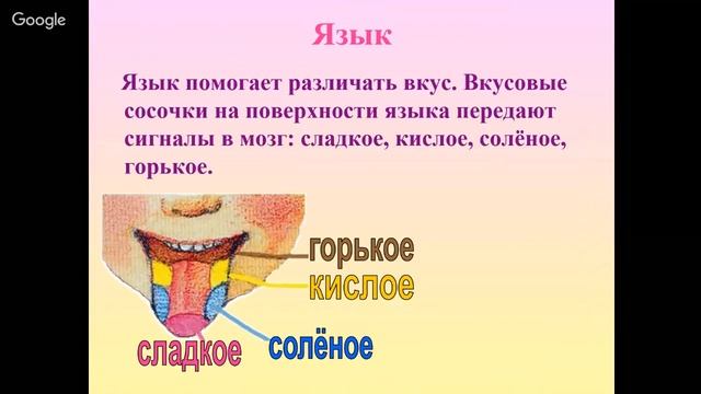 Окружающий мир 3 класс 26-27 неделя Органы пищеварения смотреть онлайн