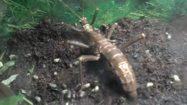 Trachyaretaon carmelae палочник. (Самка откладывает яйца). смотреть онлайн