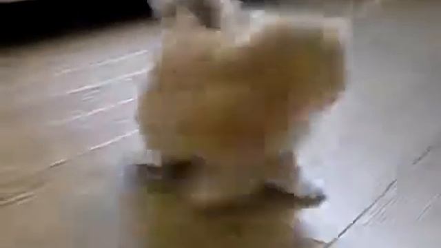 Маленький котенок смотреть онлайн