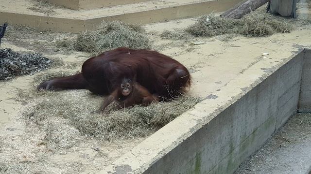 Baby Orang oetan (Pongo pygmaeus) bad hair day! смотреть онлайн