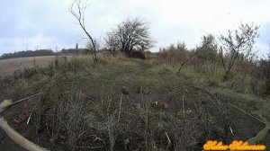 Ловля певчих птиц тайником - Щеглы, Коноплянка . 20 часть