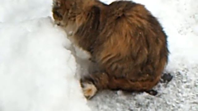 Кошка ест снег.ASF смотреть онлайн