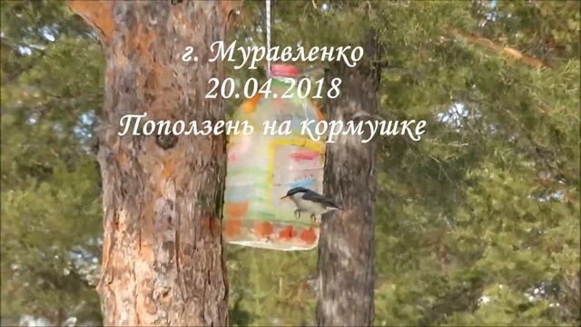 Поползень на кормушке смотреть онлайн