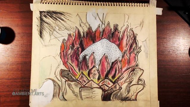 'King' Protea Flower | Timelapse Portrait смотреть онлайн