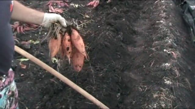 Батат из Португалии: сорт Калифорния (П1 или Порто Амарело). смотреть онлайн