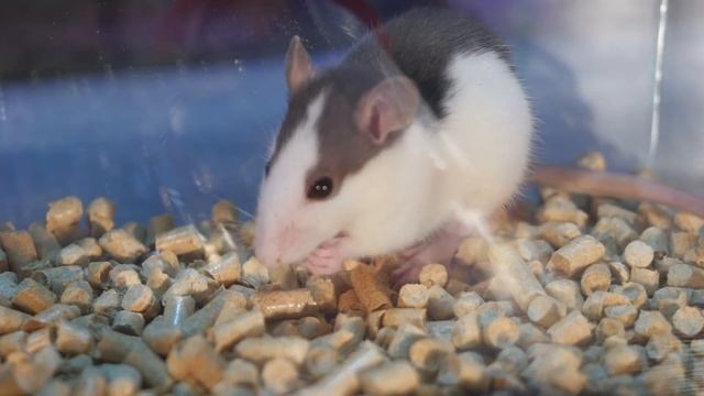 Что если РАК, ДИКАЯ КРЫСА и ДОМАШНЯЯ ОКАЖУТСЯ в ОДНОЙ КЛЕТКЕ? смотреть онлайн