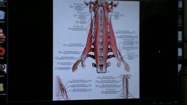 Анатомия и биомеханика региона ГОЛОВА _ ШЕЯ. день 4 ч. 1 смотреть онлайн