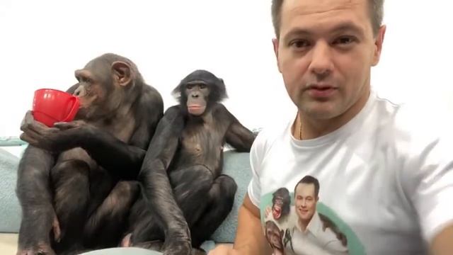 Дан Запашный, шимпанзе Мальта и Боня / Dan Zapashny, Chimpanzee Malta And Bonobo Bonya